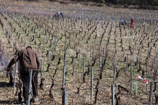 Les acteurs de l’emploi en visite dans les vignes